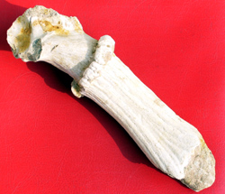 图六、肿骨鹿角化石（残段）