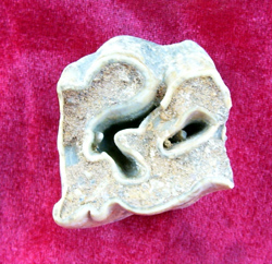 图七、中国犀牛的下臼齿化石