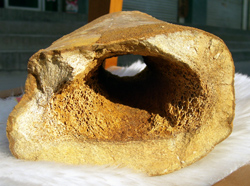 图八、东方剑齿象腿骨化石（残段）